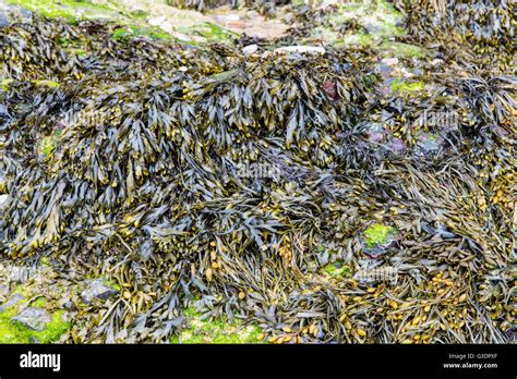 The Surprising Uses of Magic Seaweed at Perranporth: Beyond Food and Beauty